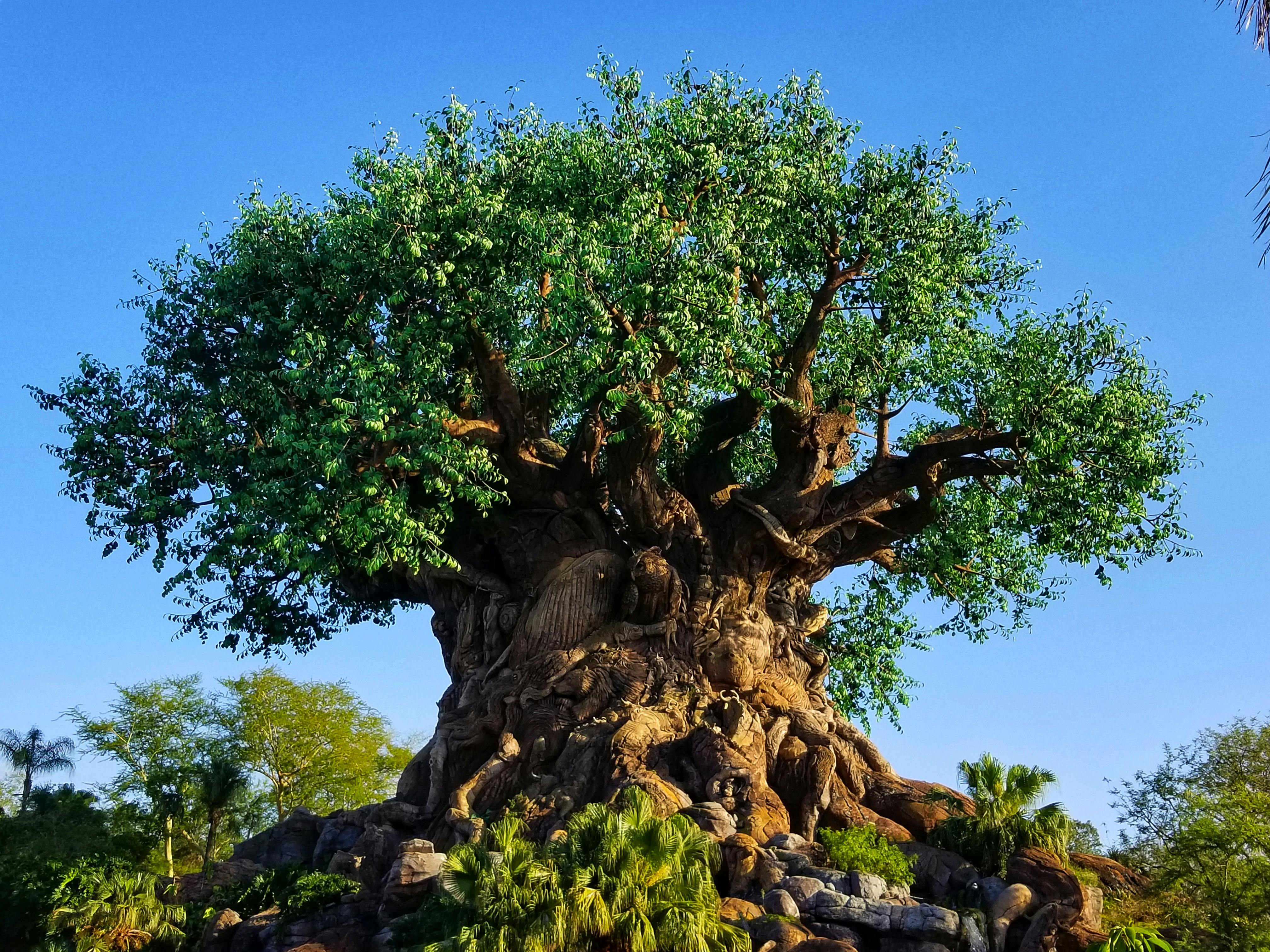 kostenloses foto zum thema afrika baum der baum des lebens