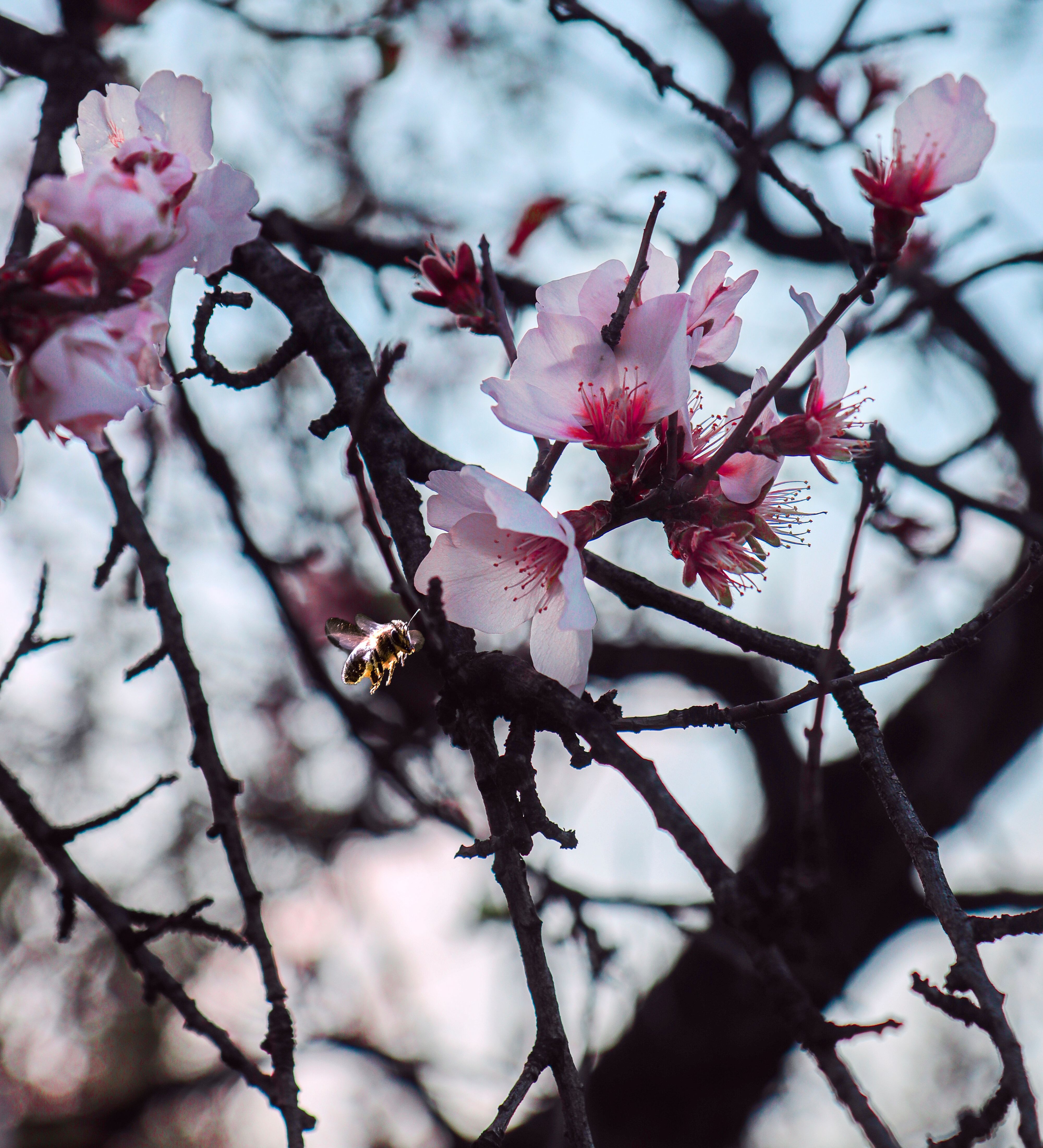White and Pink Cherry Blossoms in Bloom · Free Stock Photo