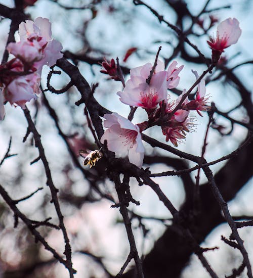 Ilmainen kuvapankkikuva tunnisteilla kirsikankukat, kukka-valokuvaus, lähikuva