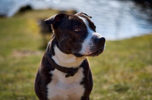 Free Close-up of an American Staffordshire Terrier outdoors by a serene lake. Stock Photo
