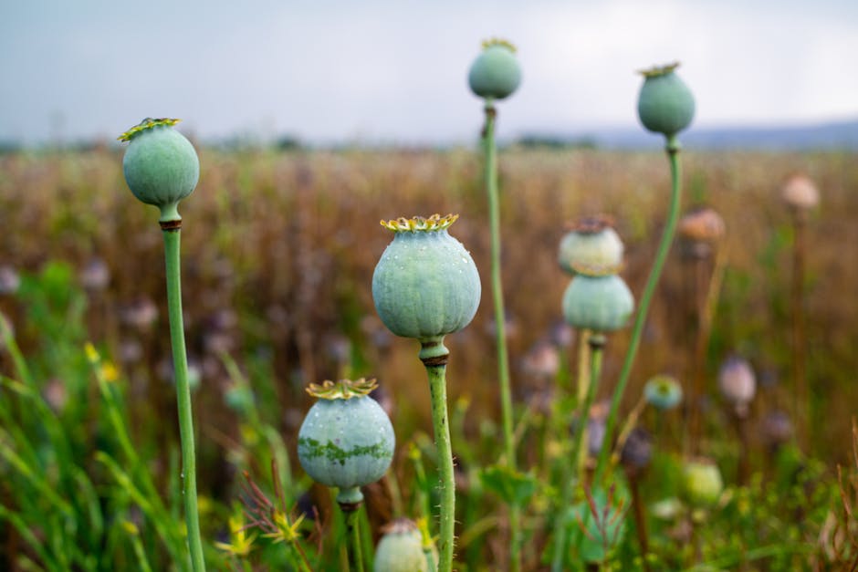 opium poppy - papaver somniferum