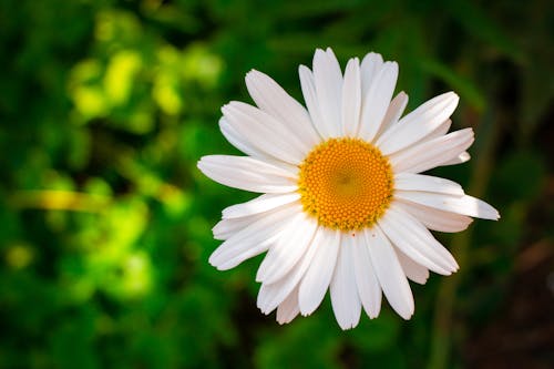 Безкоштовне стокове фото на тему «весна, впритул, квітка» стокове фото