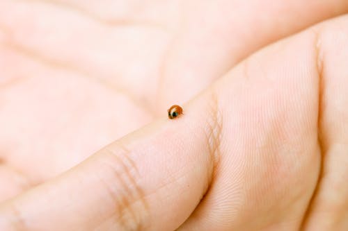 Free Small Brown Beetle On Hand Stock Photo
