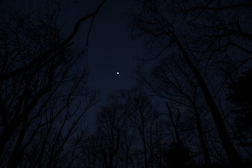 Free stock photo of moon, moon forest, trees