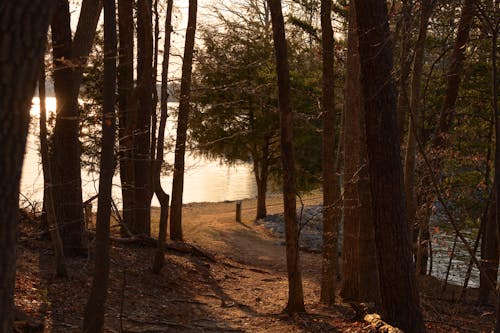 Free stock photo of lake, path, pine tree