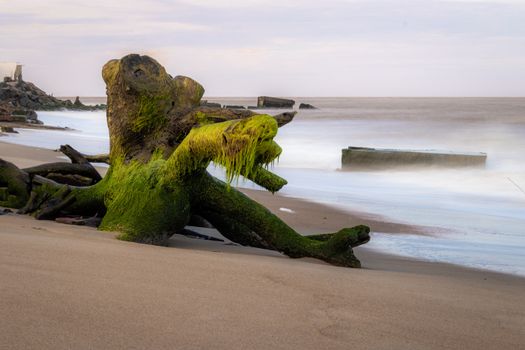 Mossy driftwood on a serene Brazilian beach with ocean waves creating a long exposure effect.