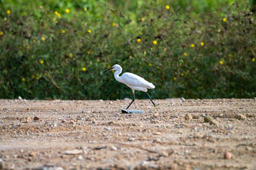 Foto d'estoc gratuïta de animal, au, aviari