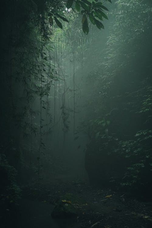 Darmowe zdjęcie z galerii z drzewa, dżungla, eksploracja