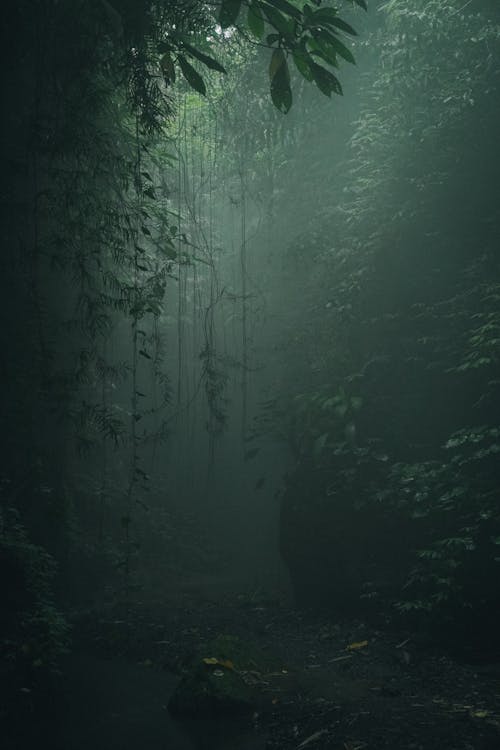 Green Trees Near the River