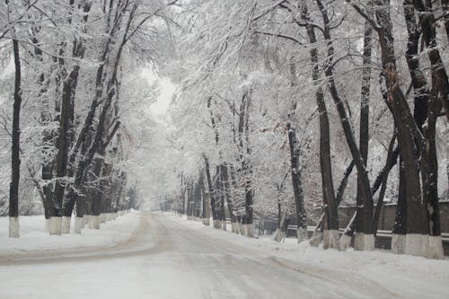 Snow Covered Road Between Trees