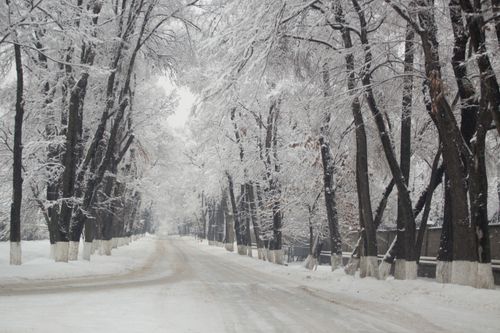 Free Serene snowy road framed by frost-covered trees creating a winter wonderland atmosphere. Stock Photo