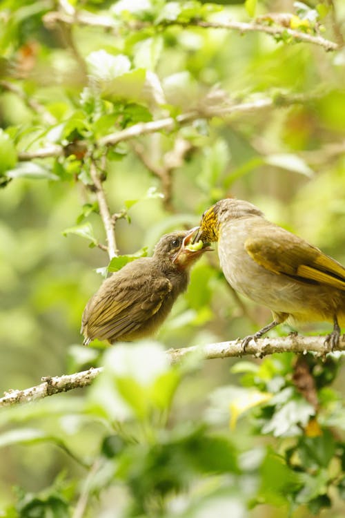 Brown Birds Perched on Tree Branch