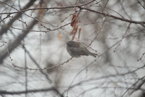 Free Gray Bird Perched on Tree Branch Stock Photo