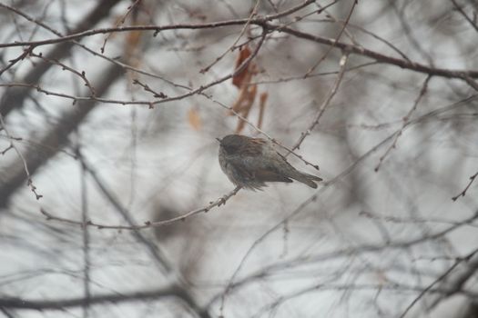 A dunnock bird perched on bare branches during winter with a blurred background.
