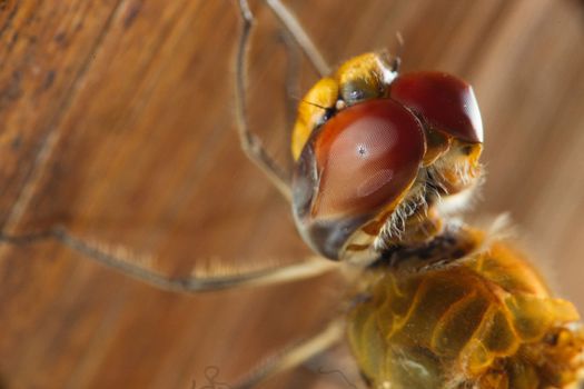 Detailed macro photograph capturing the intricate features of a dragonfly's head.