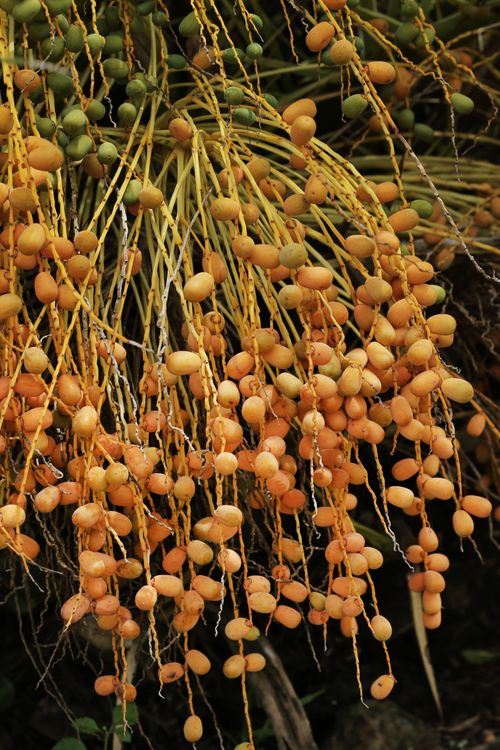 Free Ripe dates hanging from a palm tree, showcasing natural beauty up close. Stock Photo