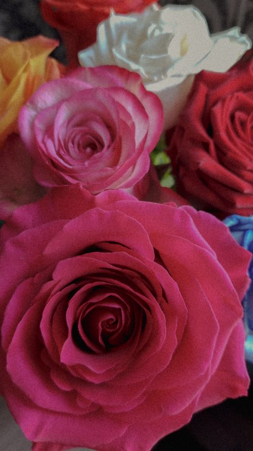 Free Close-up of vibrant, colorful roses in full bloom, showcasing their intricate petals. Stock Photo