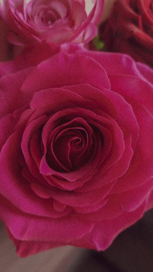 Foto d'estoc gratuïta de flor rosa, fotografia de flors, primer pla