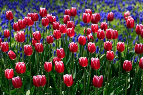 Red Tulips on the Field