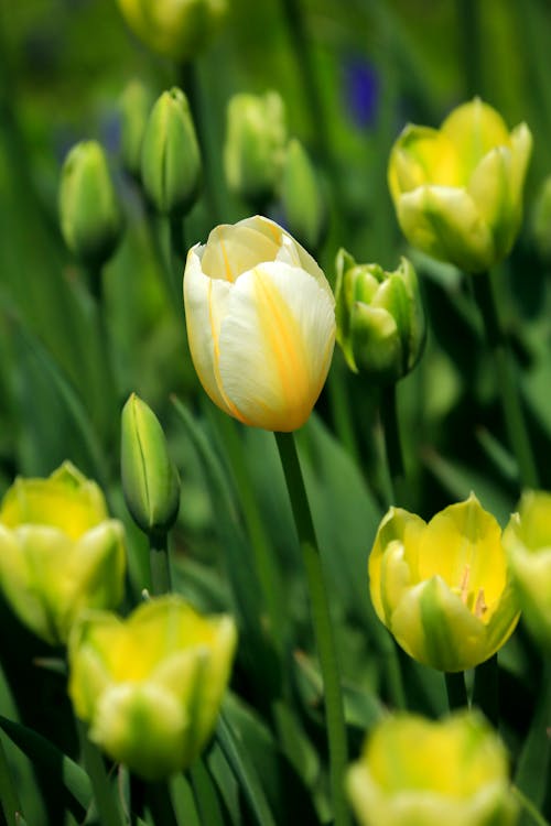 Kostnadsfri bild av blomfotografi, blommor, blomning