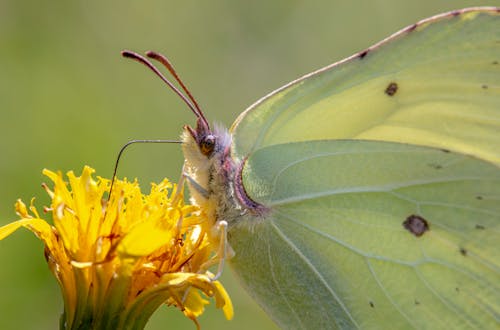 Close Up Photo of Butterfly on Yellow Flower