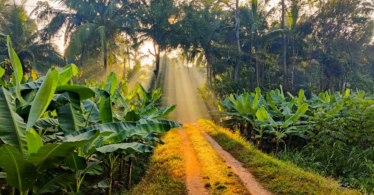 Photo by Sandeep Scenic view through banana grove with sunrays highlighting a dirt path.