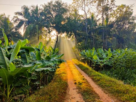 Photo by Sandeep Scenic view through banana grove with sunrays highlighting a dirt path.