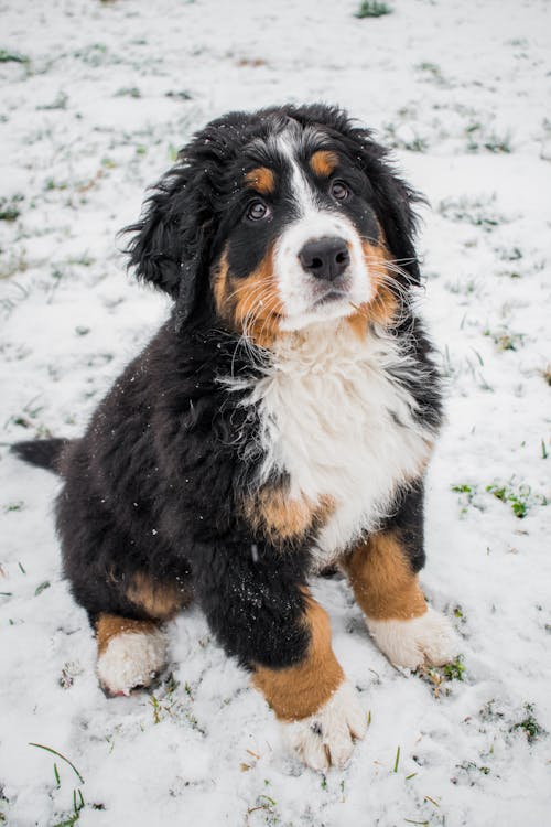 Bernese dağ köpeği, dikey atış, Evcil Hayvan içeren Ücretsiz stok fotoğraf