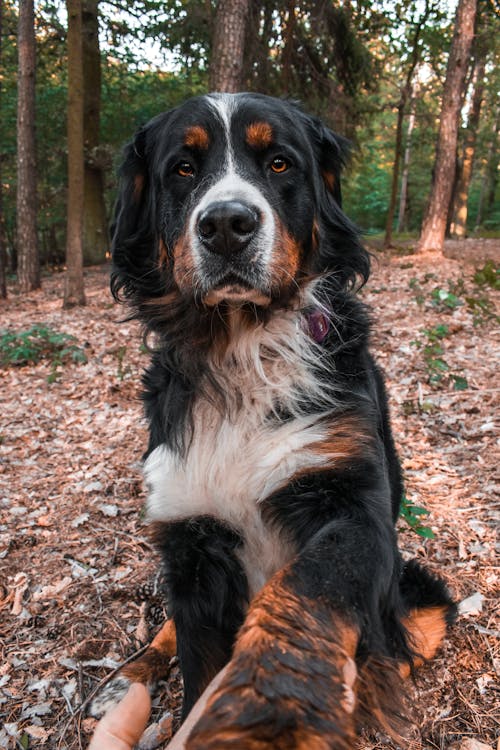 Foto stok gratis anjing gunung bernese, binatang, fotografi binatang