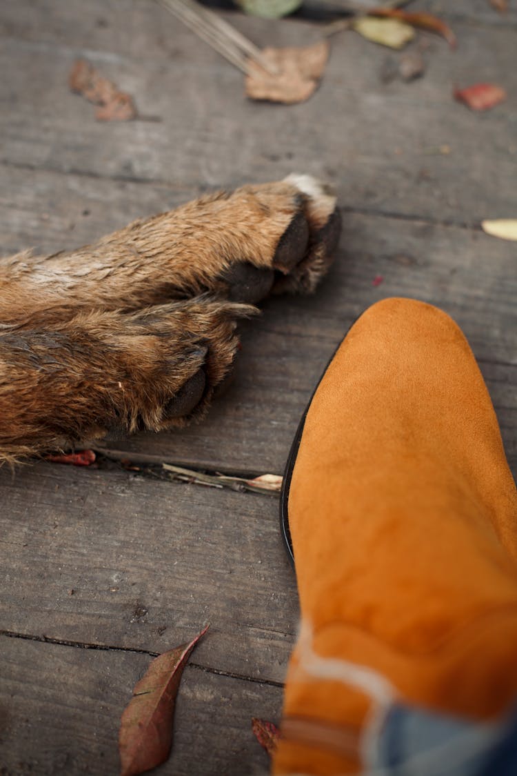 Close Up Shot Of A Brown Shoe