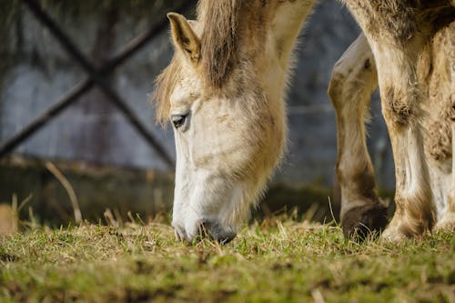 Gratuit Photos gratuites de animal, cheval, fermer Photos