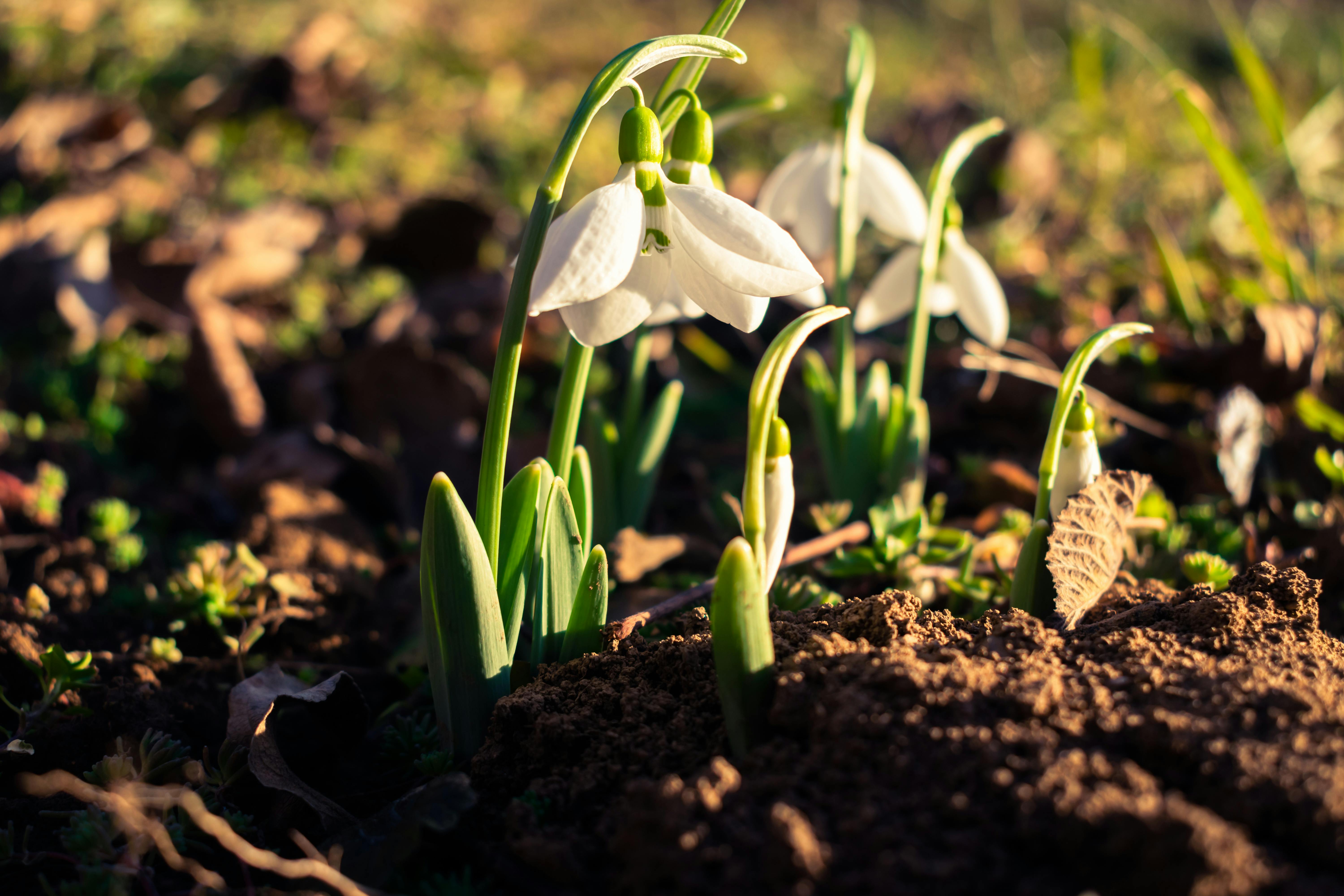 White Flowers in Close Up Photography · Free Stock Photo, image size:1125x750