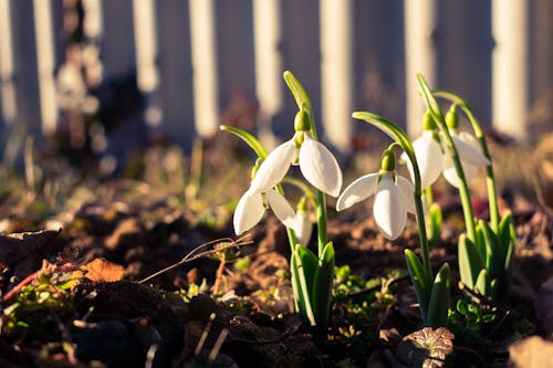 Free Close-Up Photograph of Snowdrop Flowers on the Ground Stock Photo