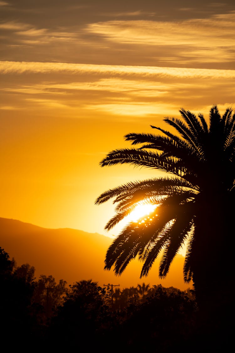 Silhouette Of Palm Tree