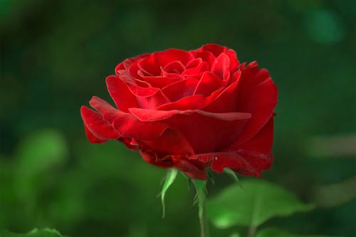 天性, 宏觀, 玫瑰 的 免费素材图片