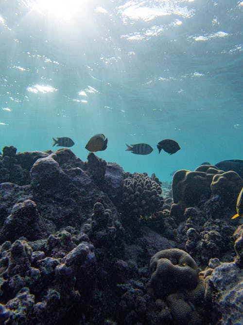 Gratis Immagine gratuita di animali acquatici, barriera corallina, coralli Foto a disposizione