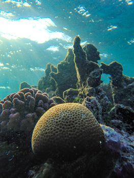 Vibrant coral reef viewed underwater showcasing the beauty and diversity of ocean life.