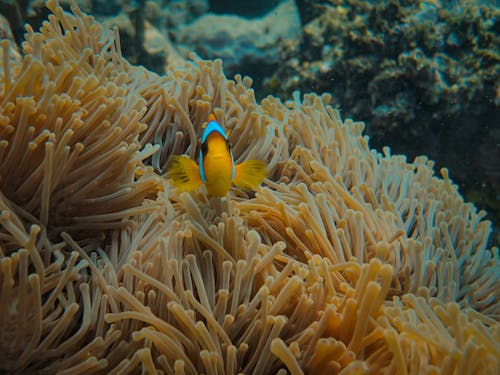 Gratis Immagine gratuita di animale acquatico, avvicinamento, barriera corallina Foto a disposizione