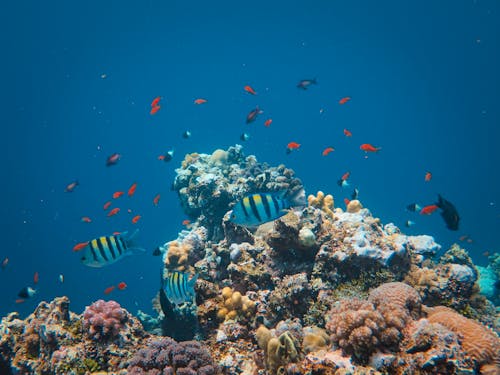 Gratis lagerfoto af dyrefotografering, fiskestime, koralrev