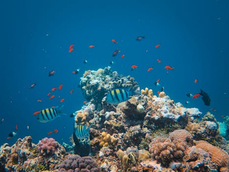 A vivid underwater scene of colorful coral reefs and diverse tropical fish in clear blue water.