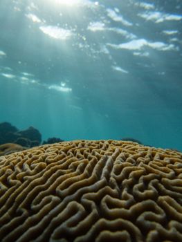 Detailed view of brain coral in sunlit underwater scene, showcasing nature's intricate patterns.