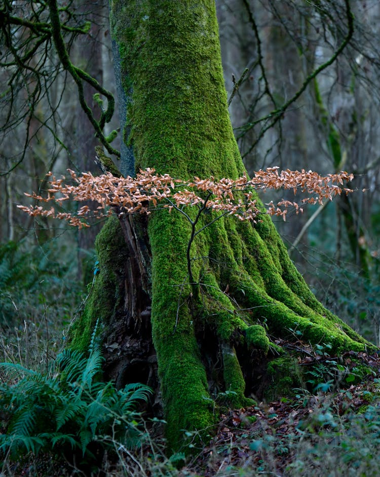 Mossy Tree In The Forest