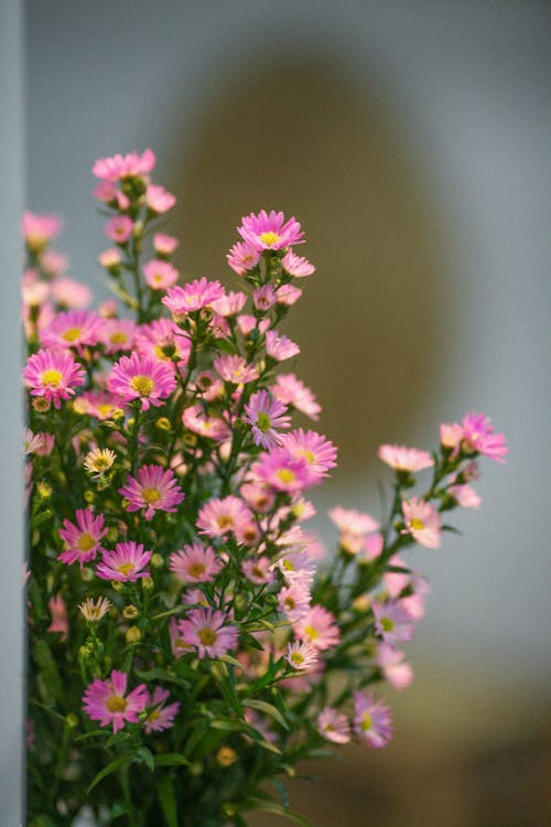 Gratis Foto stok gratis aster amellus, berkembang, bunga-bunga Foto Stok