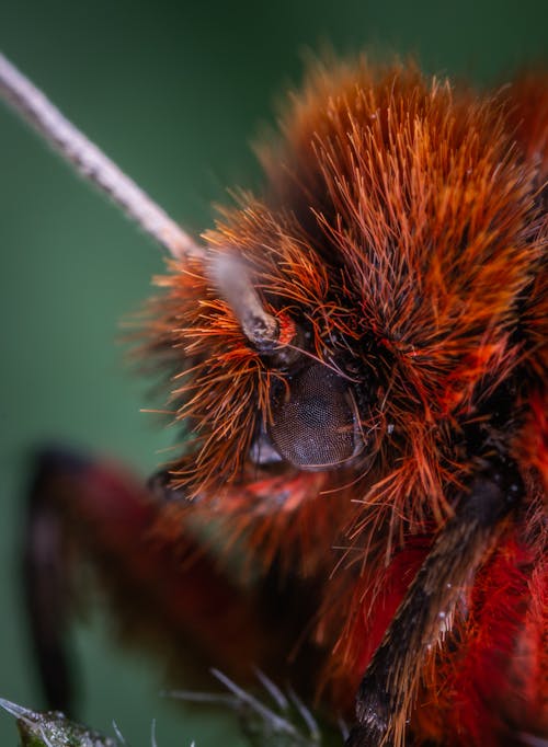 무료 빨간색과 검은 색 곤충 스톡 사진