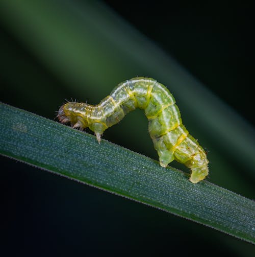 бесплатная Неглубокая фотография зеленой гусеницы на зеленом листе Стоковое фото