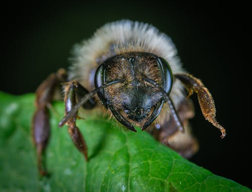 Macro Photography Of Insect Perched On Leaf