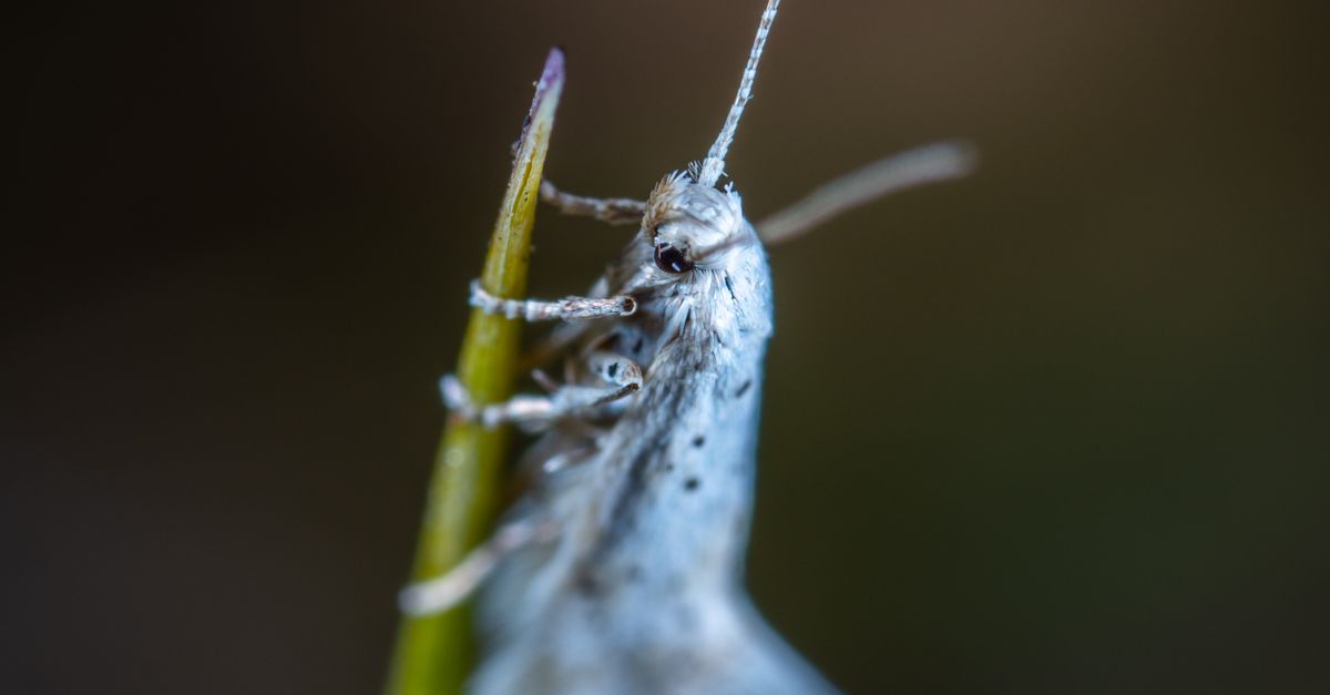 White Insect · Free Stock Photo