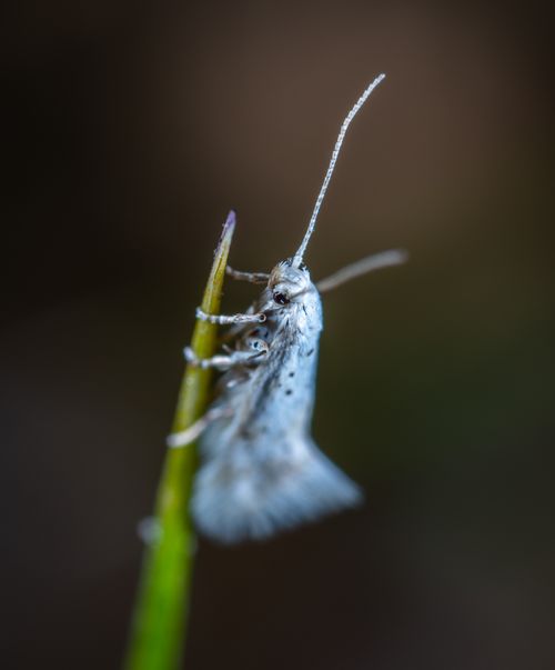 Free Detailed macro shot of a moth perched on a grass stem, showcasing intricate textures and colors. Stock Photo