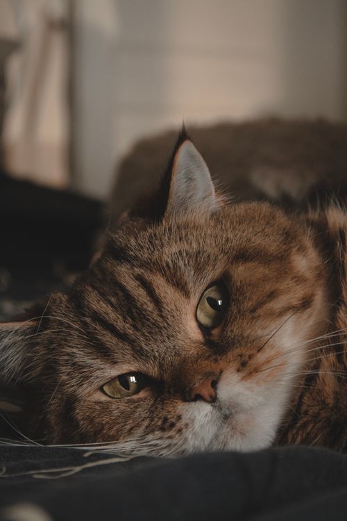 Free A serene close-up of a relaxed tabby cat lying indoors, exuding warmth. Stock Photo