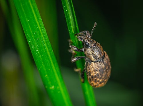 Bruin Insect